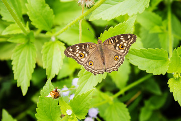 Top view brown cream and orange colour butterfly