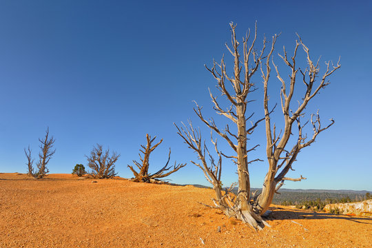 Bare Bristlecone Pine Trees Against A Clear, Blue Sky