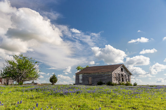 texas bluebonnet field and abandon barn in Ennis, Texas