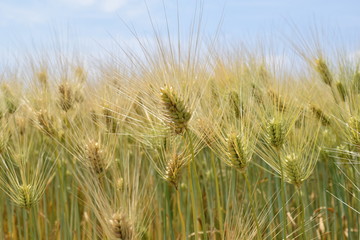 麦畑 ／ 山形県の庄内地方で、麦畑を撮影した写真です。
