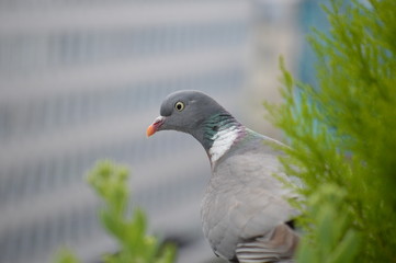 pigeon ramier