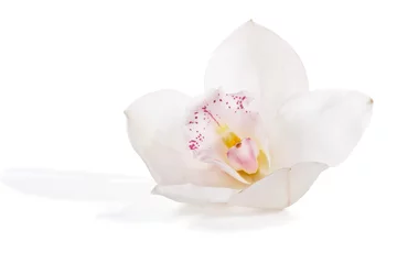 Tissu par mètre Orchidée Orchidée blanche