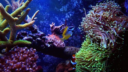 Foxface fish in coral reef aquarium tank