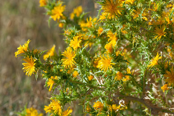 Image of a colourfull spiky bush of yellow thistle flowers of the centaurea family in the Mediterranean region.