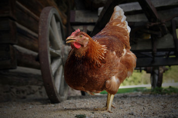 Chicken on a farm