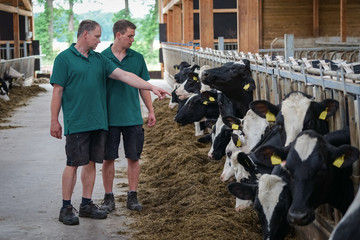Milchkrise - Landwirt berät sich mit seinem Sohn im Rindviehstall