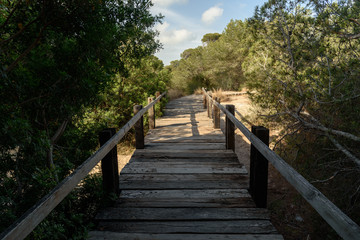 Walkway made of planks in the forest