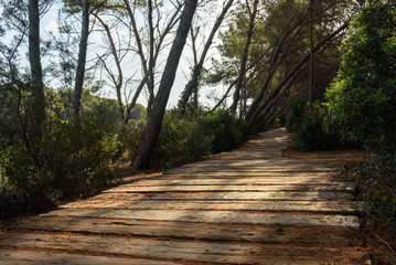 Obraz premium Walkway made of planks in the forest