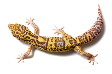 Leopard gecko male