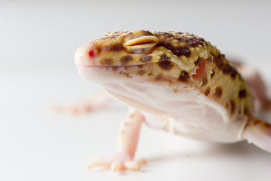 Leopard gecko male