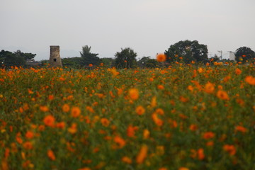 첨성대와 코스모스