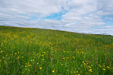 Russian spring meadow.