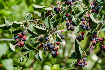 chokeberry tree on the eyelids