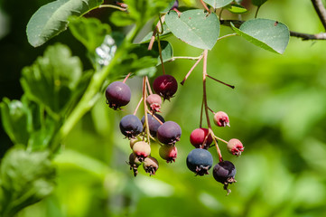 chokeberry tree on the eyelids