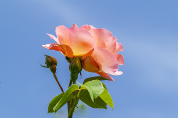 red rose flower close-up