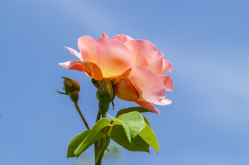 red rose flower close-up © antonius_