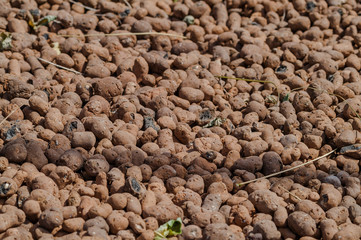 expanded clay aggregate