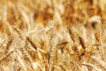 Wheat field background