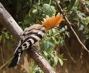 Eurasian Hoopoe, Upupa epops
