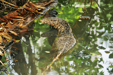 Lizard,Varanus salvator or Water monitorswim in the water
