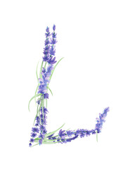 Capital letter L of watercolor lavender flowers, isolated hand drawn on a white background, wedding design, english alphabet for the festive and wedding decor and cards