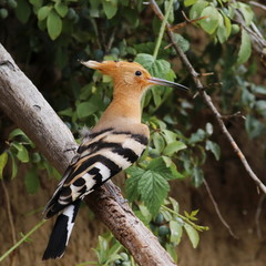 Eurasian Hoopoe, Upupa epops