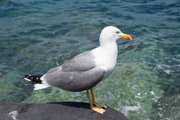 Fototapeta na wymiar Seagull on the sea coast