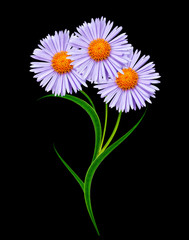 Daisy flower isolated on black background