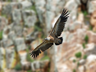 Griffon vulture (Gyps fulvus)