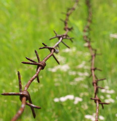 Old rusty barbed wire fence, closeup, shallow depth of field