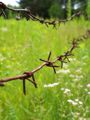 Old rusty barbed wire fence, closeup, shallow depth of field