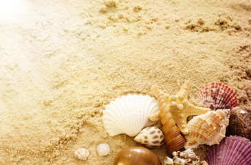 Fototapeta na wymiar Different seashells on the sand. Summer beach background. Vacation poster concept