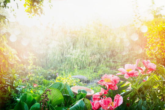 Sun shower in flower garden. Rain with sunshine in garden or park , outdoor nature background with pink flowers, and plants.