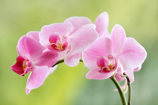 Fototapeta Różowe storczyki