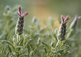 Lawenda © mycatherina