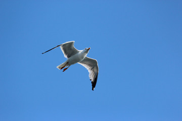 Bauch einer Möwe vor blauem Himmel