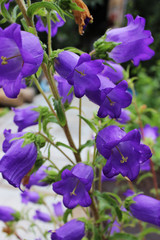 Unpretentious and delicate violet bells in the garden.