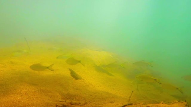 1080p video - Wild school of endangered bala sharks swimming through the yellow-green cloud of a natural algae bloom in the Nam Song River near Vang Vieng, Laos.