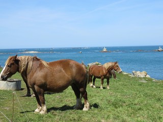 chevaux