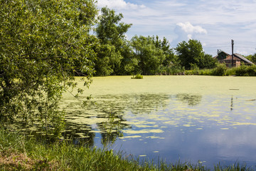 pond in the sun