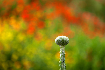 Single prickly bud on fiery background