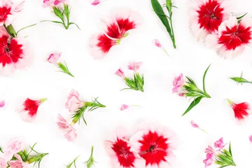 Tuinposter Carnation flowers on white background. © Nataliia Pyzhova