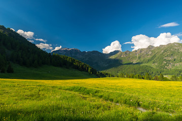 Blooming alpine meadow and lush green woodland set amid high altitude mountain range at sunsets. Valle d'Aosta, Italian Alps.