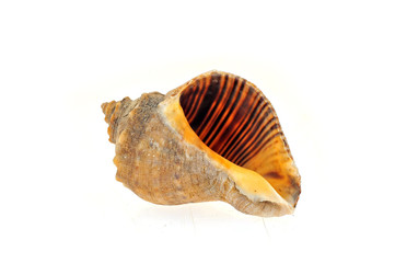 Conch on a white background