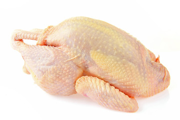 Chicken isolated on a white background