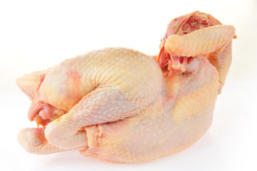 Chicken isolated on a white background