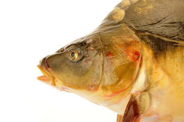 Isolated in the white background of fish