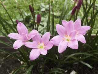 Beautiful pink rain lily flower. Zephyranthes Lily ,Fairy Lily