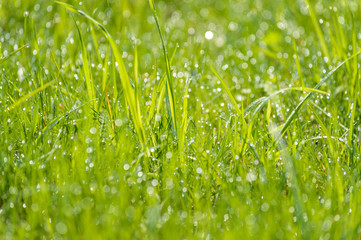 Obraz premium wet grass dew blurred background meadow sunlight bokeh