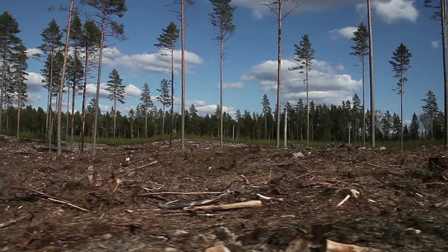 Moving along pine forest clear cut. Scene characteristic for scots pine forests in northern Europe: Sweden, Finland, Baltic states, etc. Forest stand structure is typical for commercial forests.